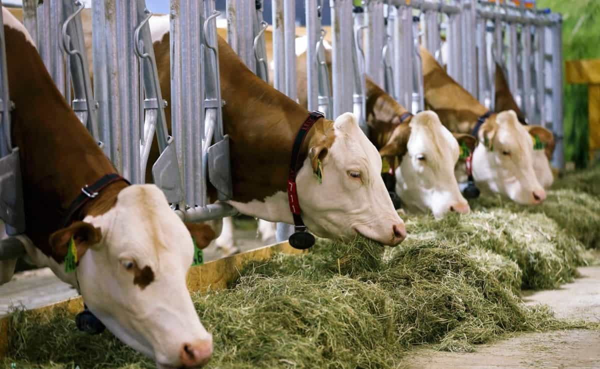 دعم مربي المواشي