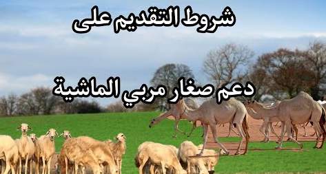 استعلام عن دعم مربي المواشي